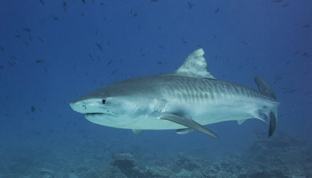 Picture shows a Tiger shark at the Bahamas, Cayo Largoの写真素材