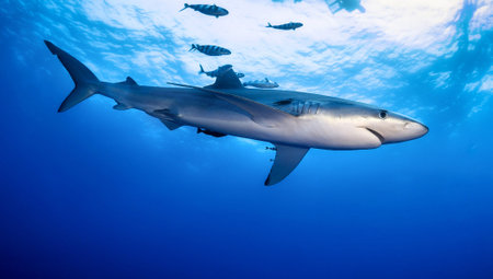 Picture shows a Caribbean reef shark at the bottom of a blue oceanの写真素材