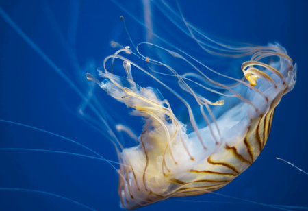 Jellyfish swimming in the deep blue water. Jellyfish is a species of jellyfish in the family Chrysaora punctata.の写真素材