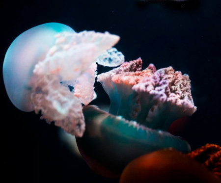 Jellyfish in the aquarium. Colorful jellyfish in the aquarium.の写真素材