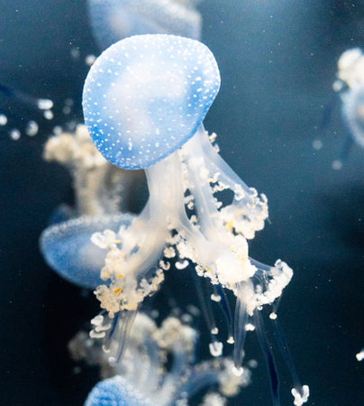 Jellyfish in the water. Jellyfish in the aquarium.の写真素材