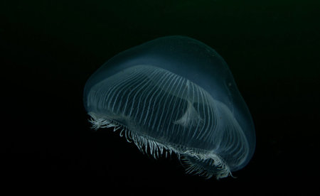 Jellyfish isolated on a black background. Jellyfish in the ocean.の写真素材
