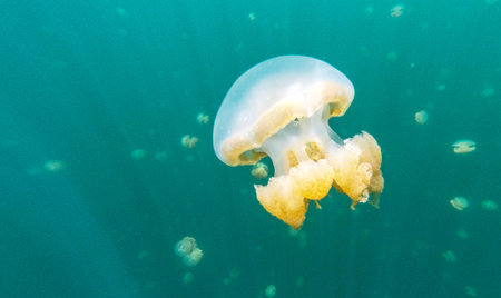 Jellyfish swimming underwater in the water. Beautiful jellyfish swimming in the sea.の写真素材