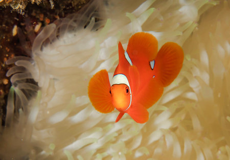 Clown anemonefish (Amphiprion ocellaris) in a sea anemoneの写真素材