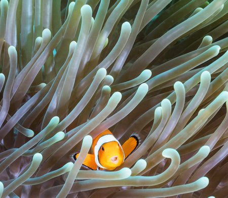 Clown anemonefish in the sea anemone.の写真素材