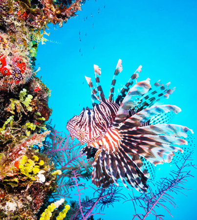 Lionfish on a tropical coral reef in Bali, Indonesiaの写真素材