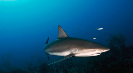 Picture shows a Caribbean reef shark at Cayo Largo, Cubaの写真素材