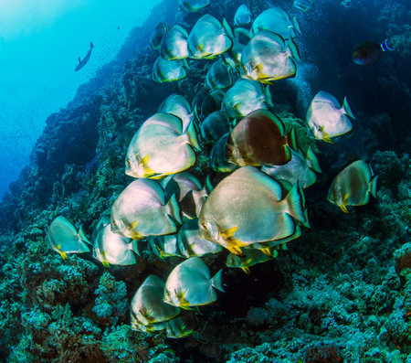 A large group of tropical fish on a coral reef in the Red Seaの写真素材