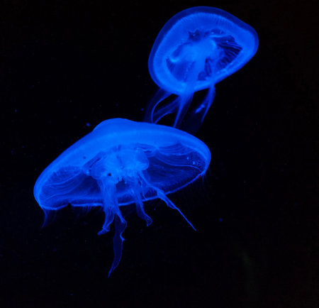 Jellyfish in the aquarium. Blue jellyfish on black background.