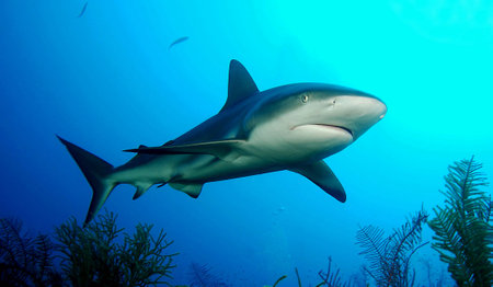 Picture shows a Caribbean reef shark at the Bahamas, Pacific Ocean.の写真素材