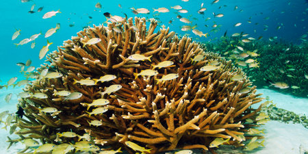 Coral and fish on a tropical coral reef in the Red Seaの写真素材