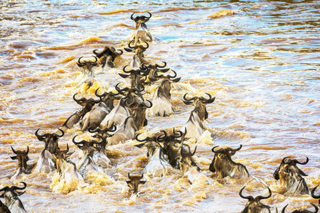 Wildebeest (Connochaetes taurinus) crossing the Mara river in Kenyaの写真素材