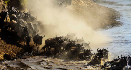 Wildebeest (Connochaetes taurinus) in the Chobe River, Botswanaの写真素材