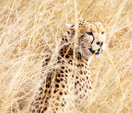 Cheetah in the grass in Serengeti National Park, Tanzaniaの写真素材