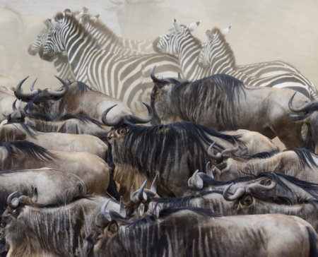 A herd of wildebeest and zebras in a zooの写真素材