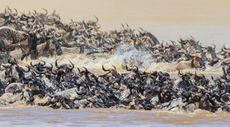 Wildebeest (Connochaetes taurinus) in Chobe National Park, Botswana, Africa