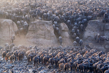 Herd of wildebeest during migration from Serengeti to Masai Mara in Kenyaの写真素材