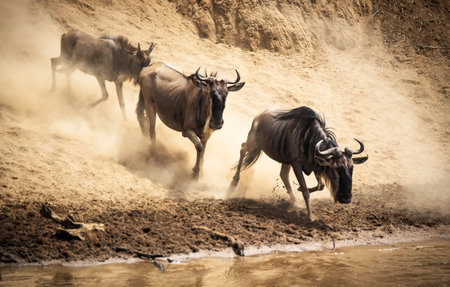 Blue wildebeest (Connochaetes taurinus) running in mudの写真素材