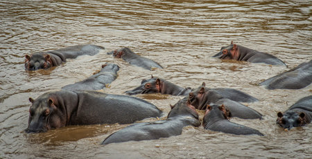 Hippopotamus in the river, Chobe National Park, Botswana