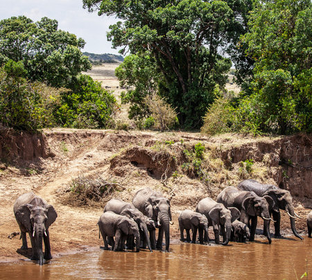 Herd of Elephants in Chobe National Park, Botswana, Africaの写真素材