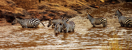 Group of zebras drinking at waterhole in Kruger National park, South Africa ; Specie Equus quagga...
