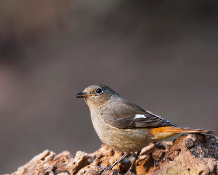 Female Redstart (Phoenicurus ochruros) perched on a rockの写真素材