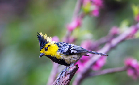 Cute yellow and black bird sitting on a branch with pink flowersの写真素材