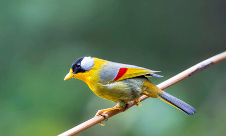 Grey-headed Bulbul (Pycnonotus caeruleus) in Thailandの写真素材