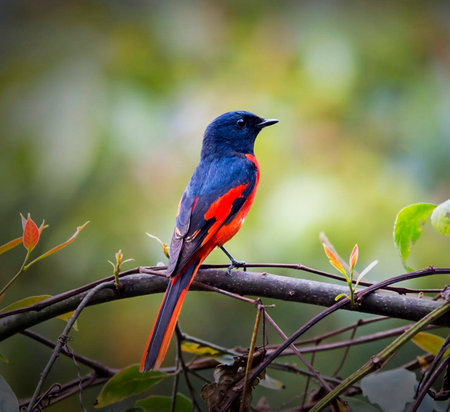 Red-headed Bulbul (Copsychus malabaricus) in natureの写真素材