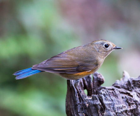 Male Red-flanked Bluetail (Ricinus rubecula) in Thailandの写真素材
