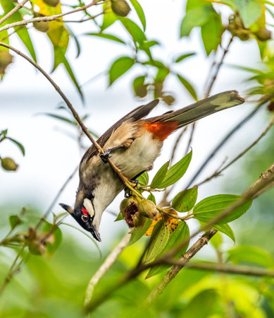 Red-whiskered Bulbul (Pycnonotus goiavier) in natureの写真素材