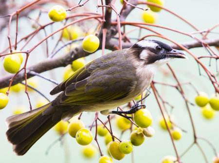 Black-headed Bulbul (Pycnonotus goiavier)の写真素材