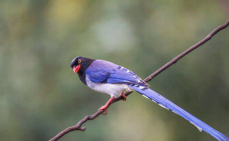 Red-billed magpie (Copsychus malabaricus)の写真素材