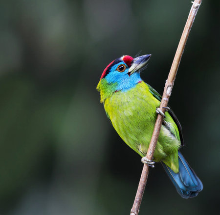 Blue-headed Barbet (Chlorophorus caeruleus) perched on a branchの写真素材