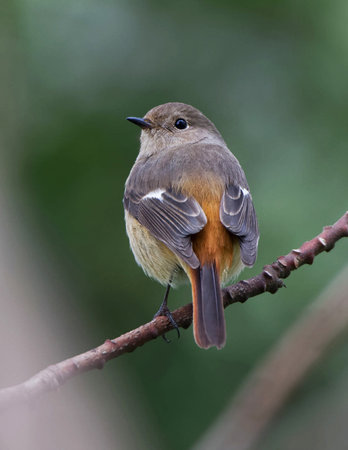 Female Redstart (Phoenicurus ochruros) perched on a branchの写真素材