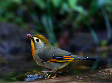 Red-throated flycatcher (Luscinia rubecula)の写真素材