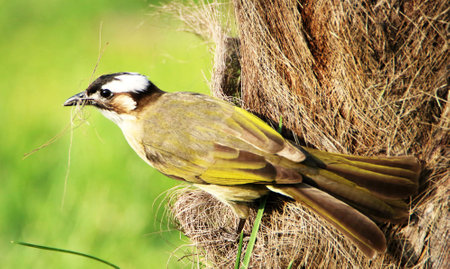 Yellow-crested Bulbul (Pycnonotus goiavier)の写真素材