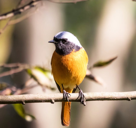 Black-headed Redstart (Saxicola rubicola)