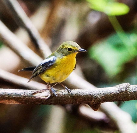 Yellow-bellied Flycatcher (Ficedula hypoleuca)の写真素材