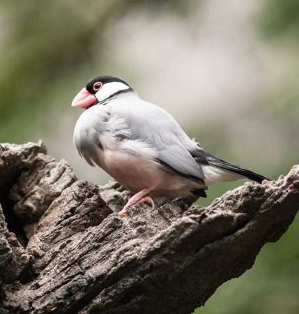 Zebra Finch (Lonchura punctata) perched on a tree branchの写真素材