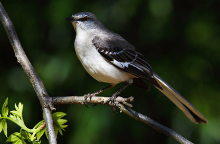 Olive-backed Mockingbird perched on a branch in Maryland during the Summerの写真素材