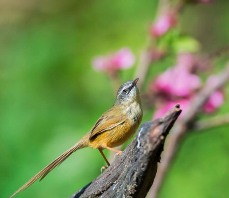Plain Prinia (Prinia svecica) in Thailandの写真素材