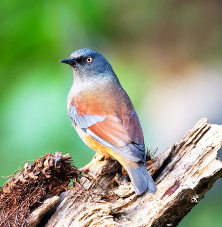 Bird (Aegithalos caudatus), Thailand.の写真素材