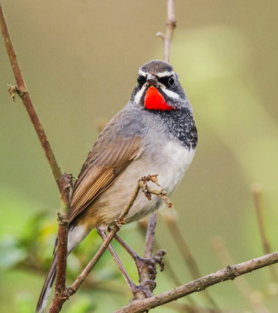 Male Bluethroat (Luscinia svecica) perched on a branchの写真素材