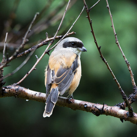 Red-backed Shrike (Lanius collurio) perched on a branchの写真素材