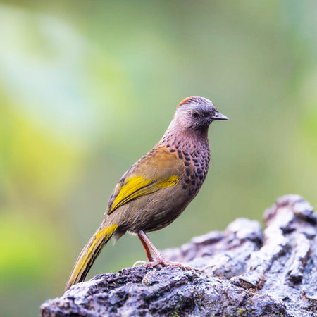Beautiful bird in nature, Yellow-crested Bulbul (Pycnonotus goiavier)の写真素材
