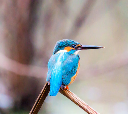 Kingfisher (Alcedo atthis) sitting on a branchの写真素材