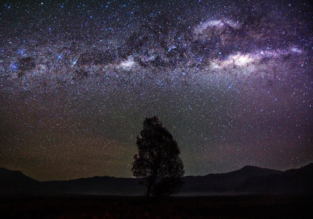 Milky Way and Tree in the Desert at Night, South Africaの写真素材