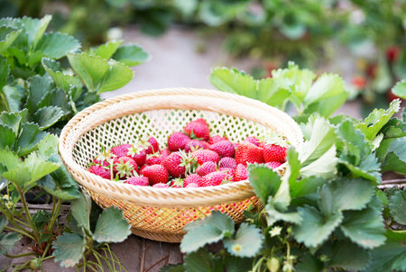 Strawberry in a basket on a background of strawberry bushes.の写真素材