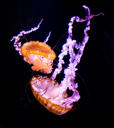 Jellyfish swimming in the water. Jellyfish in the aquariumの写真素材